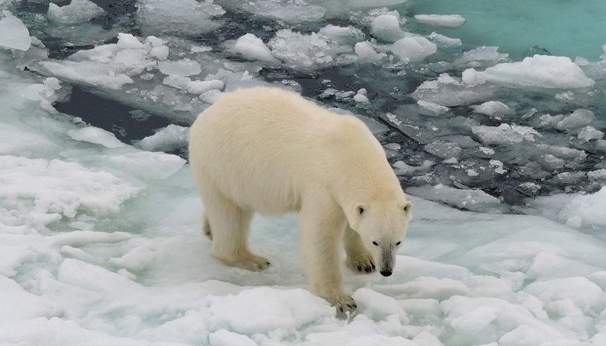 El hielo marino del Ártico ha disminuido rápidamente, sobre todo a partir del año 2000
