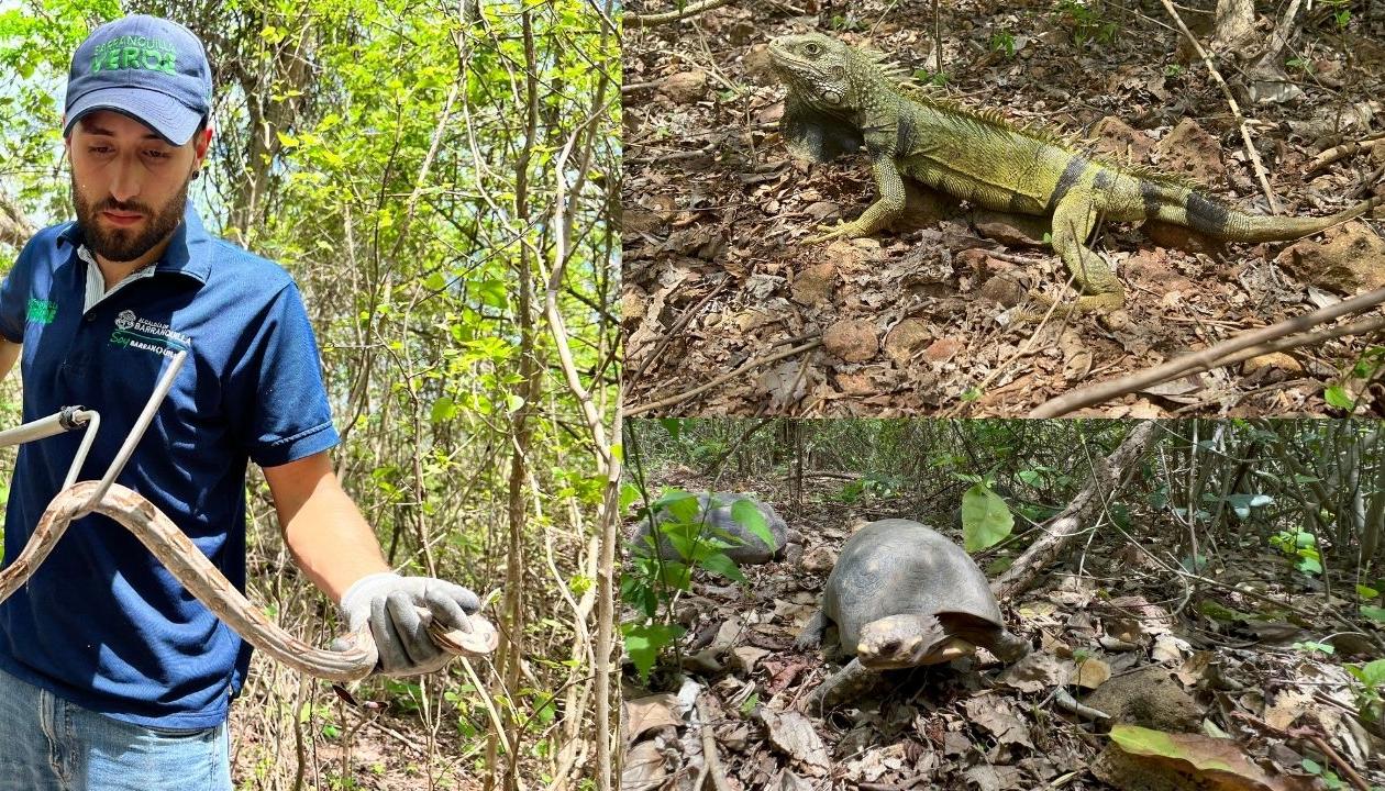 Autoridad ambiental de Barranquilla devolvió a su hábitat a animales silvestres.