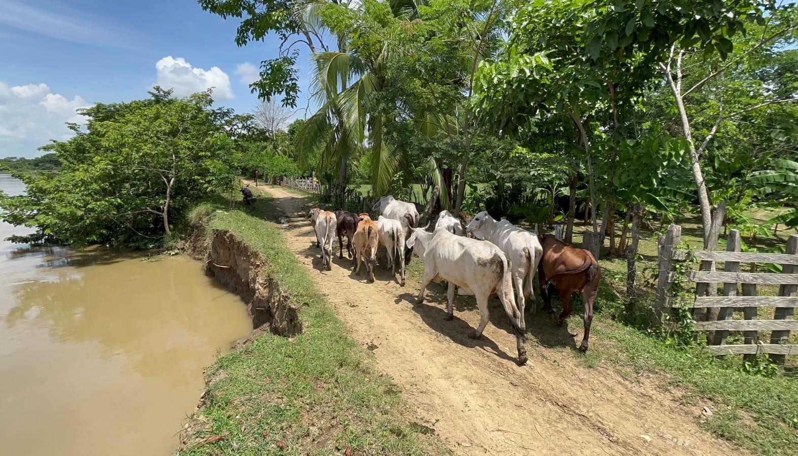 Erosión en el Río Sinú
