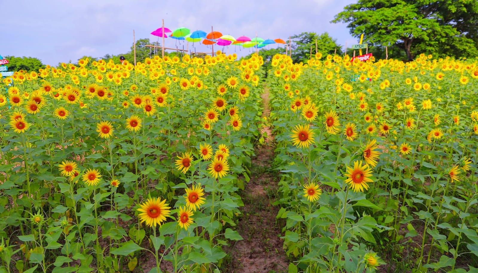 Cultivo de girasoles