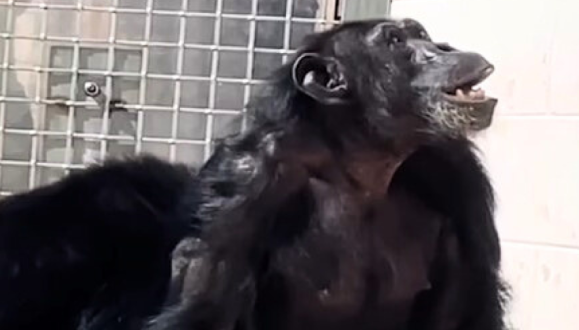 Chimpancé Vanilla.
