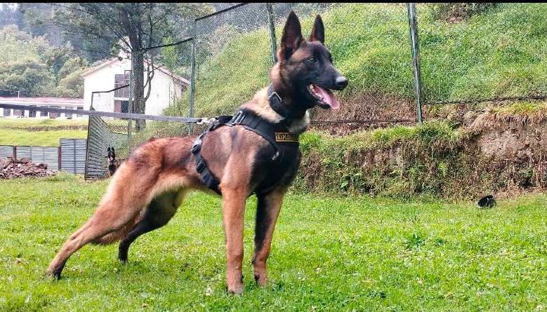 Estampa de 'Wilson' en pleno entrenamiento.