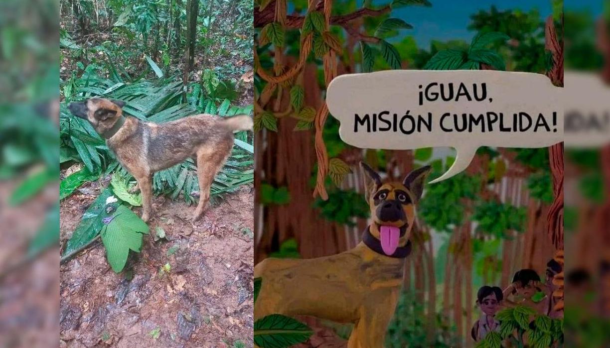 Wilson, el perro desaparecido en la selva