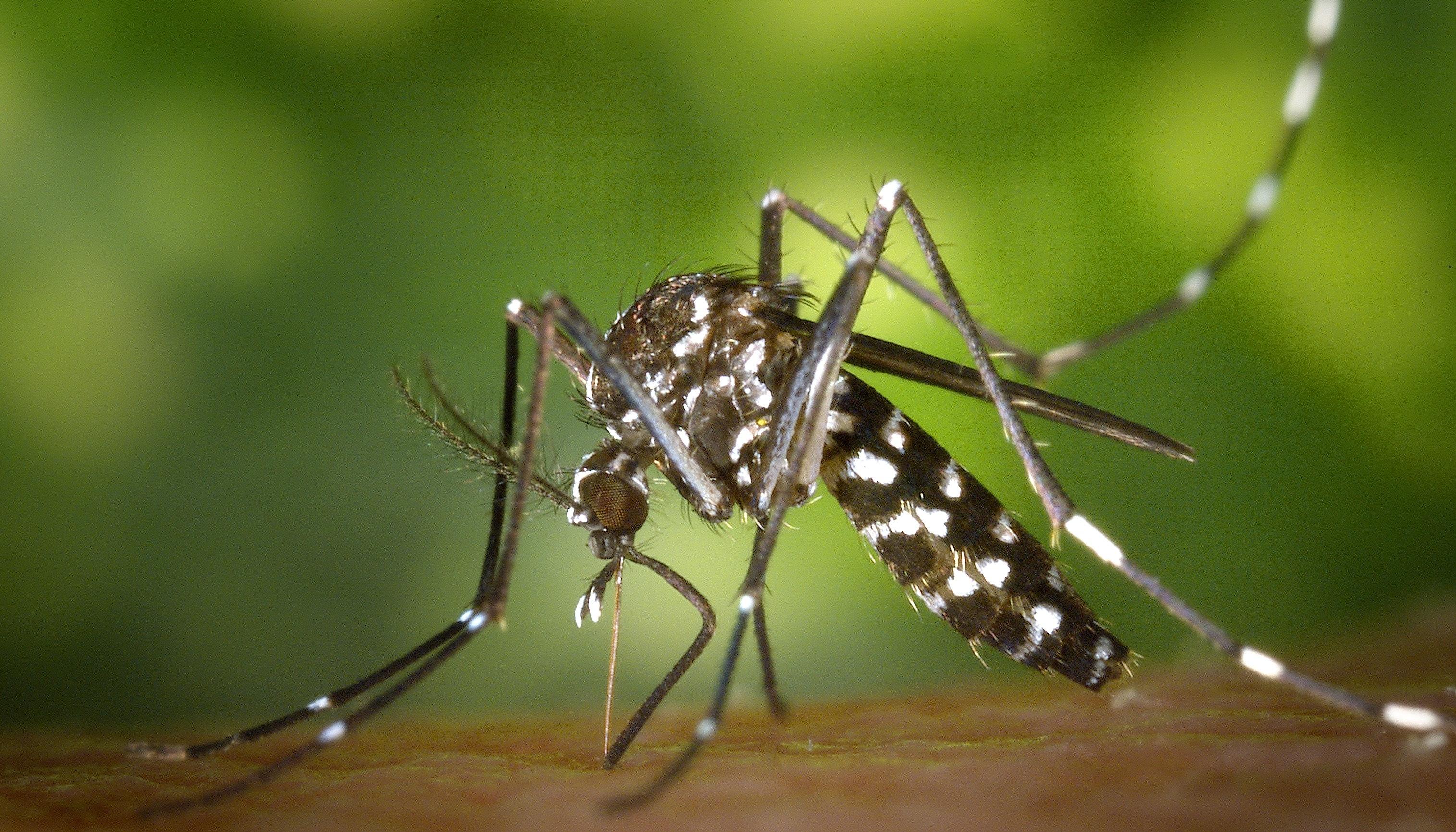 Aedes aegypti, mosquito transmisor del dengue.