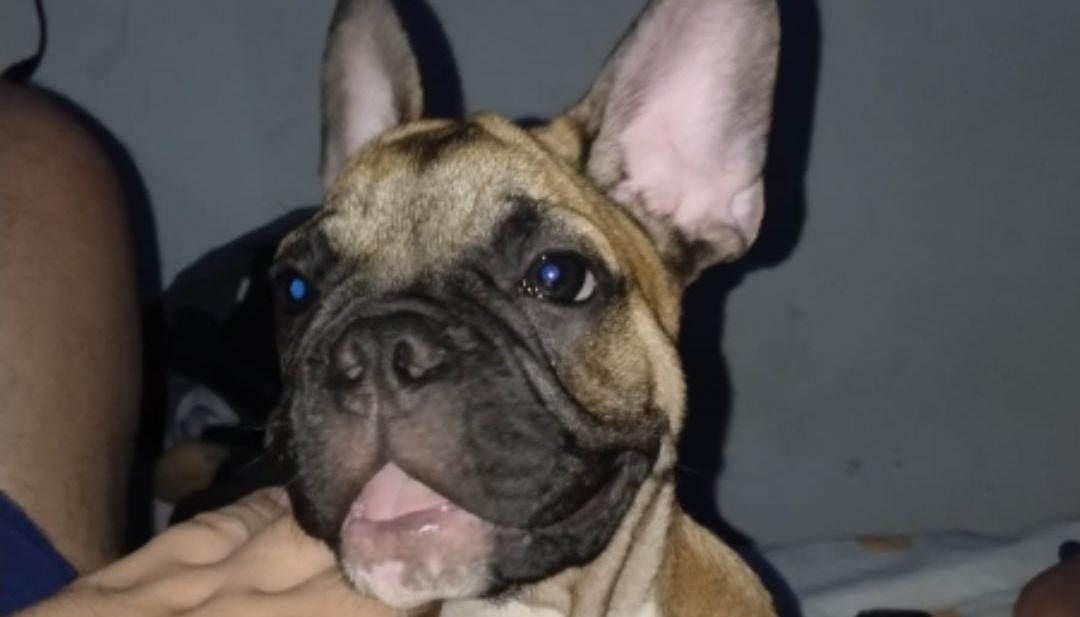 "Bolt", el bulldog francés desaparecido.
