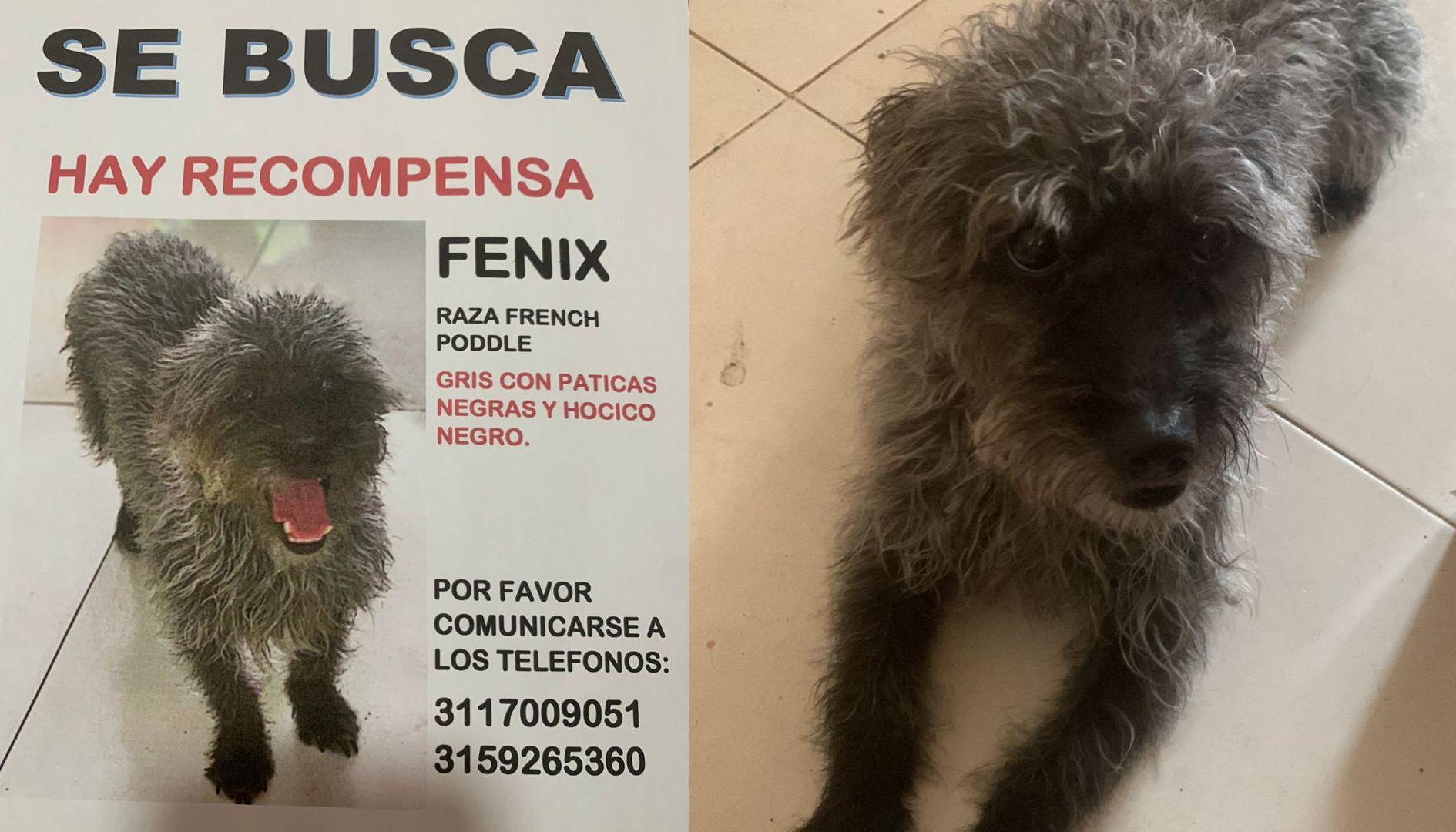 "Fénix Andrés" se extravió el domingo en la mañana.