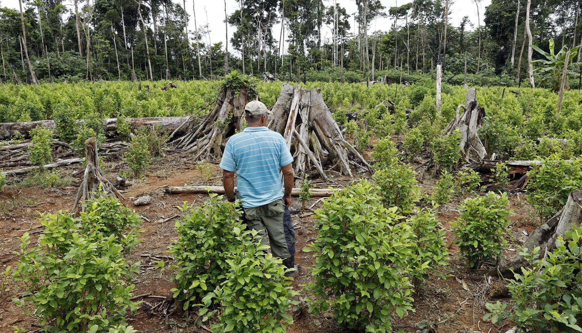 Campesino en un cultivo de coca en el Guaviare.