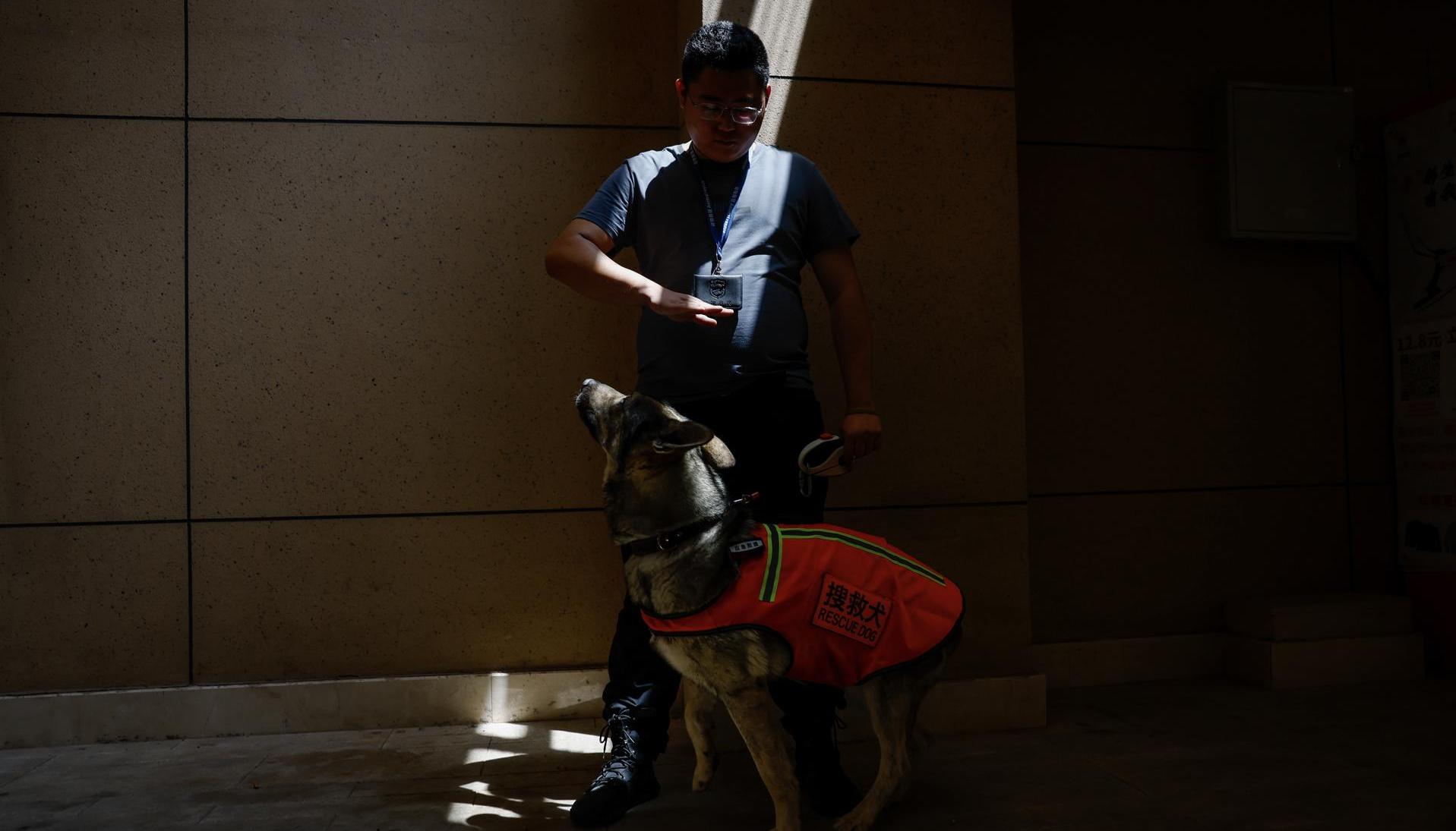 Detectives que buscan mascotas extraviadas.