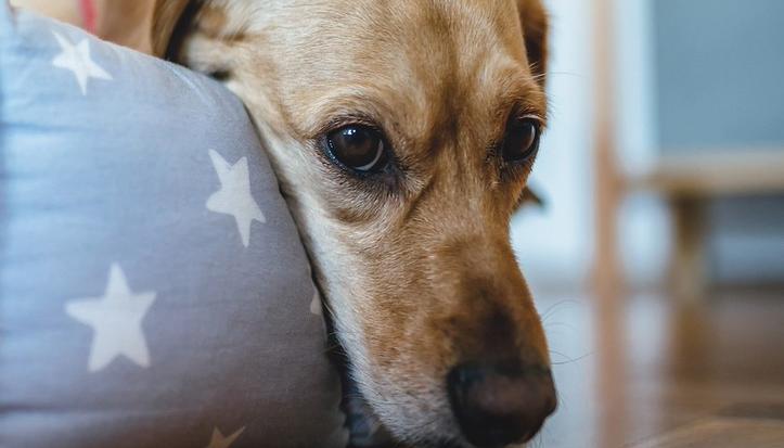 Mascotas con estrés por fuegos artificiales.