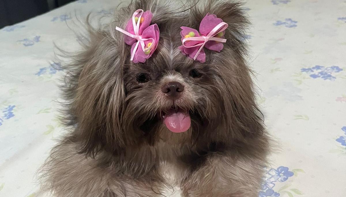 “Minnie”, mascota extraviada.