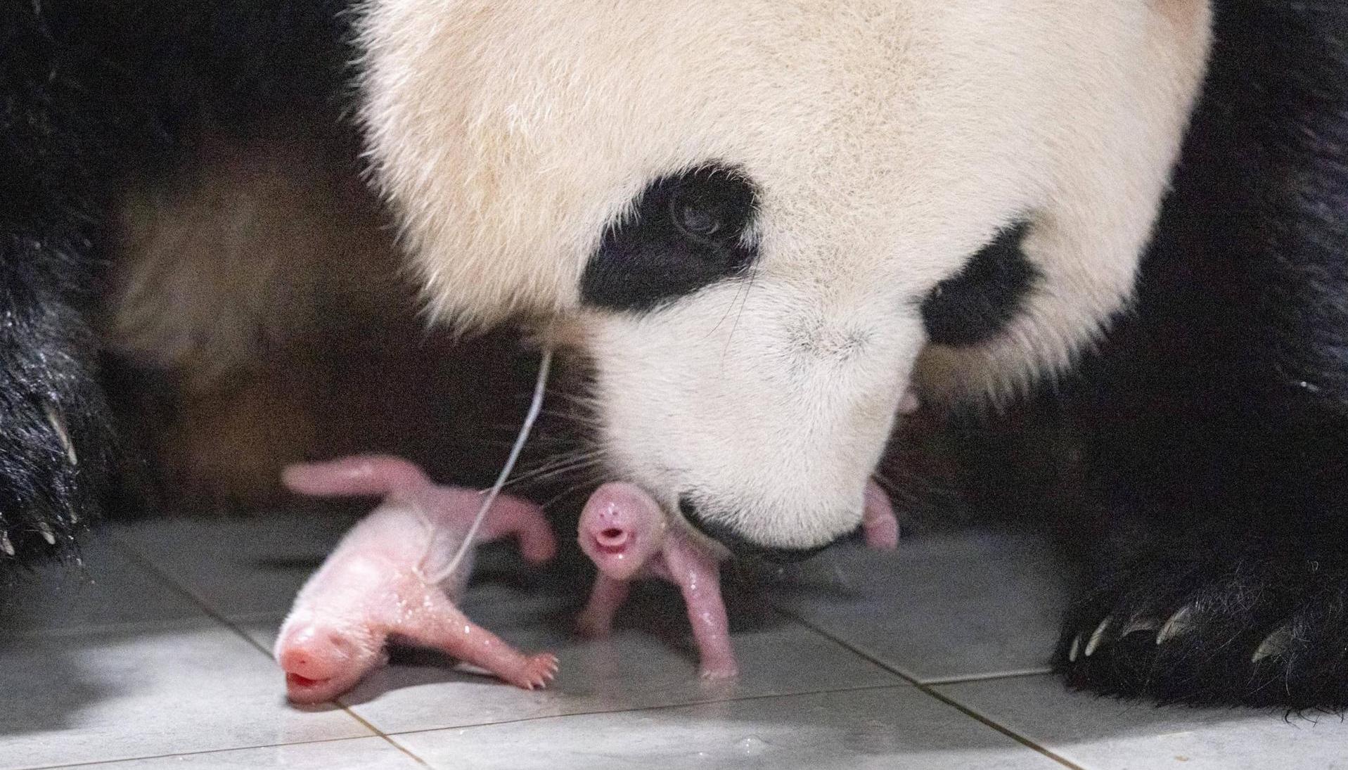 Gemelas pandas junto a su madre.