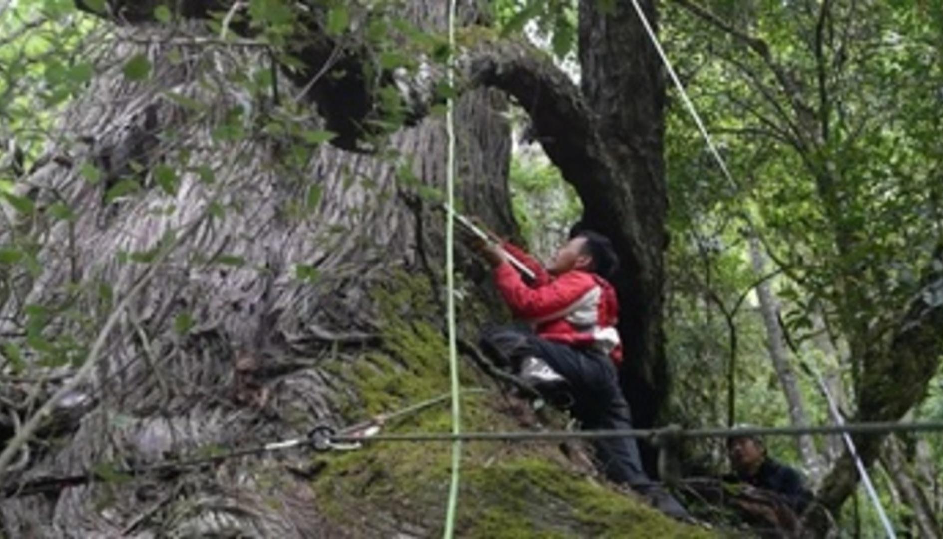 El Tíbet el segundo árbol más alto del mundo y el más alto de Asia.