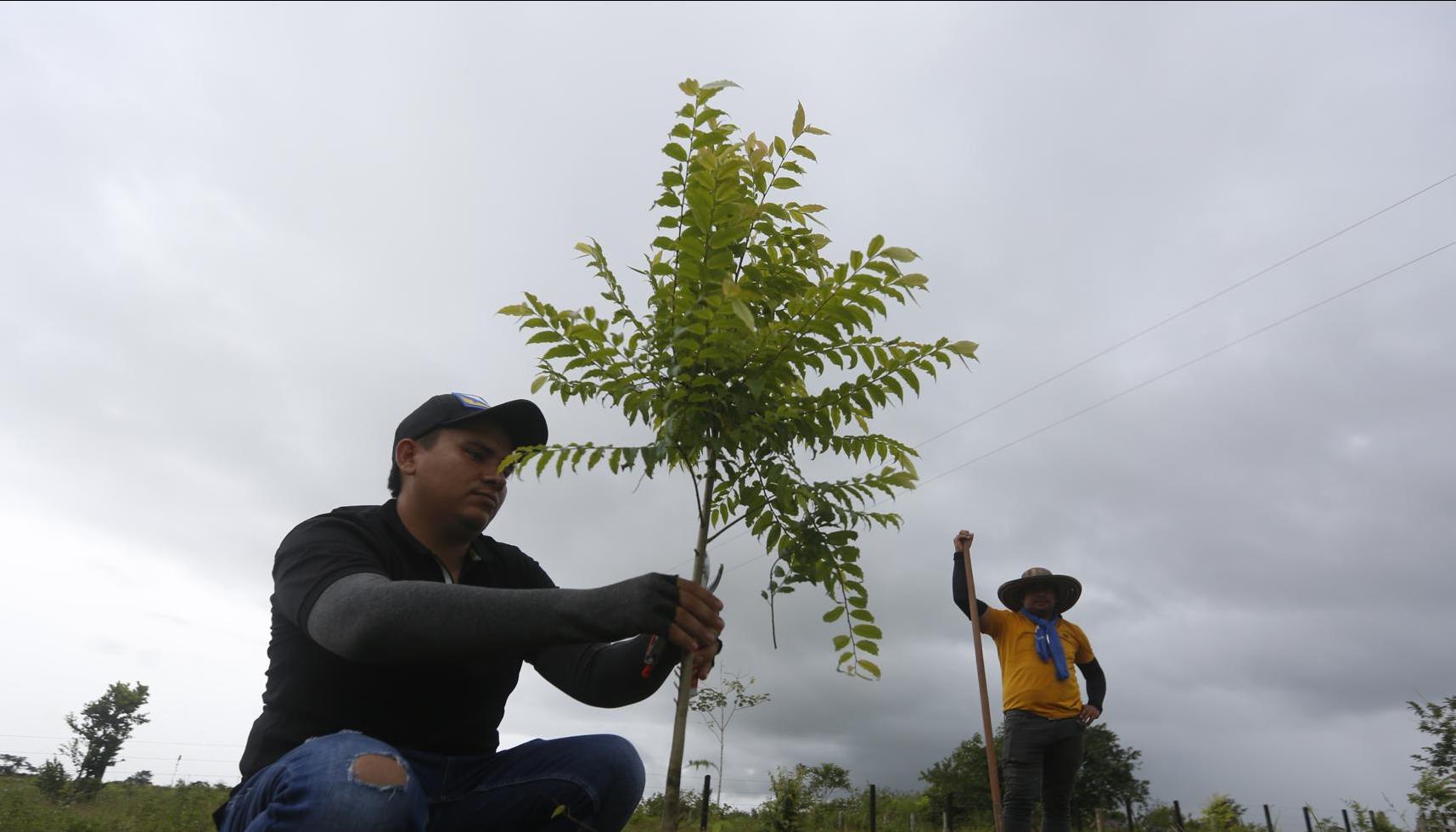 Campesino limpia un árbol en crecimiento en Calamar.