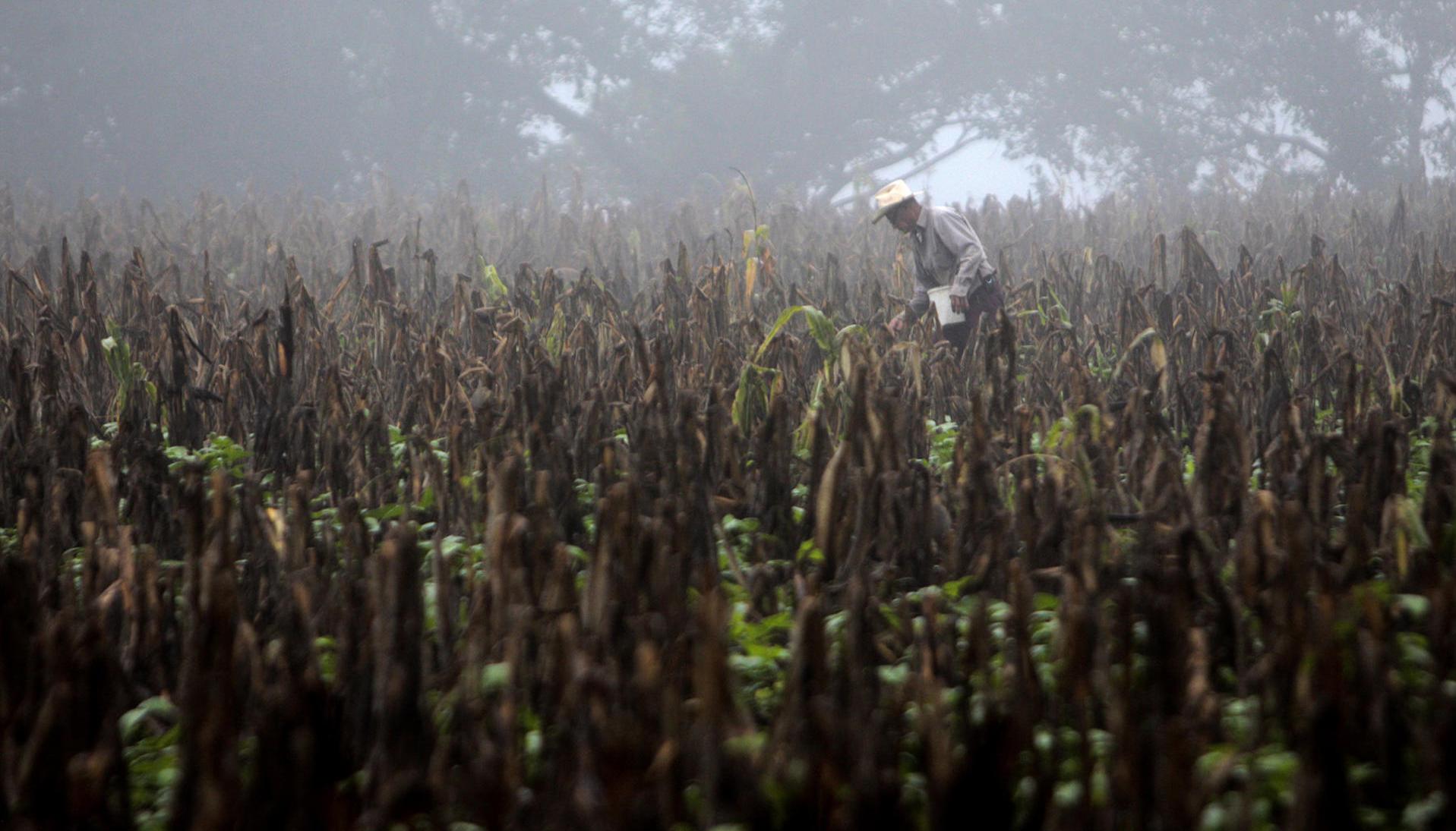  Fotografía de archivo que muestra a un campesino caminando en una plantación seca de maíz de Centroamérica, a consecuencia de 'El Niño'. 