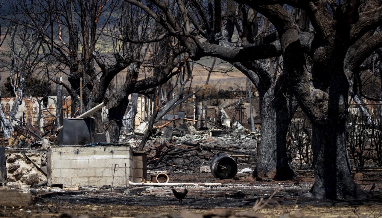 Imagen de los daños por los incendios.