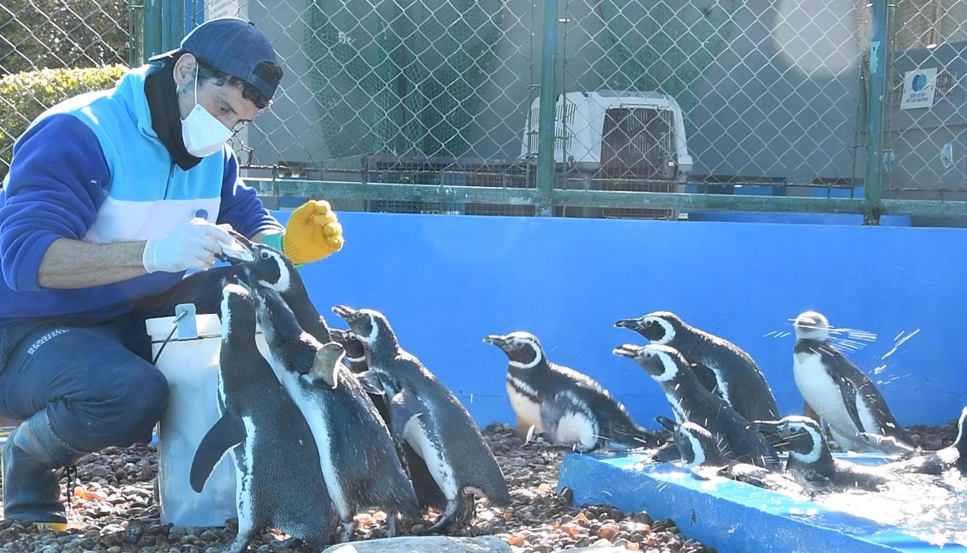 Pingüinos en la Fundación Mundo Marino.