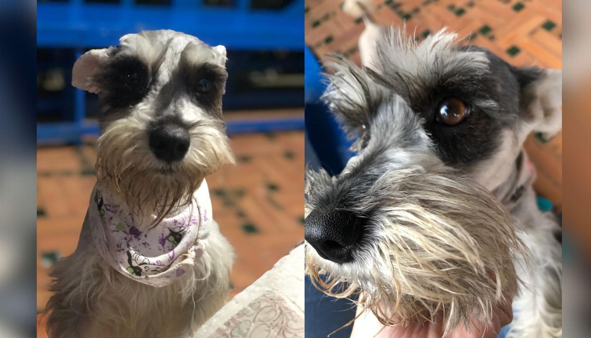 Mía', una perrita de raza Schnauzer 