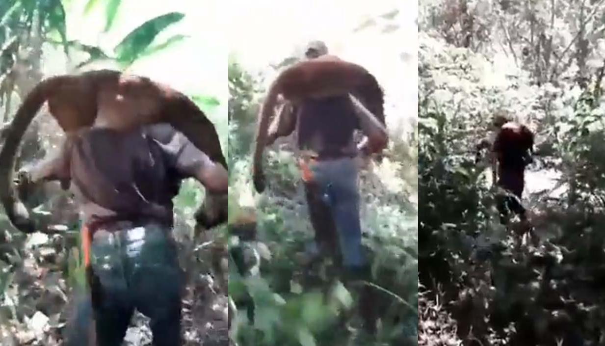 En sus hombros se ve cargando al puma muerto.
