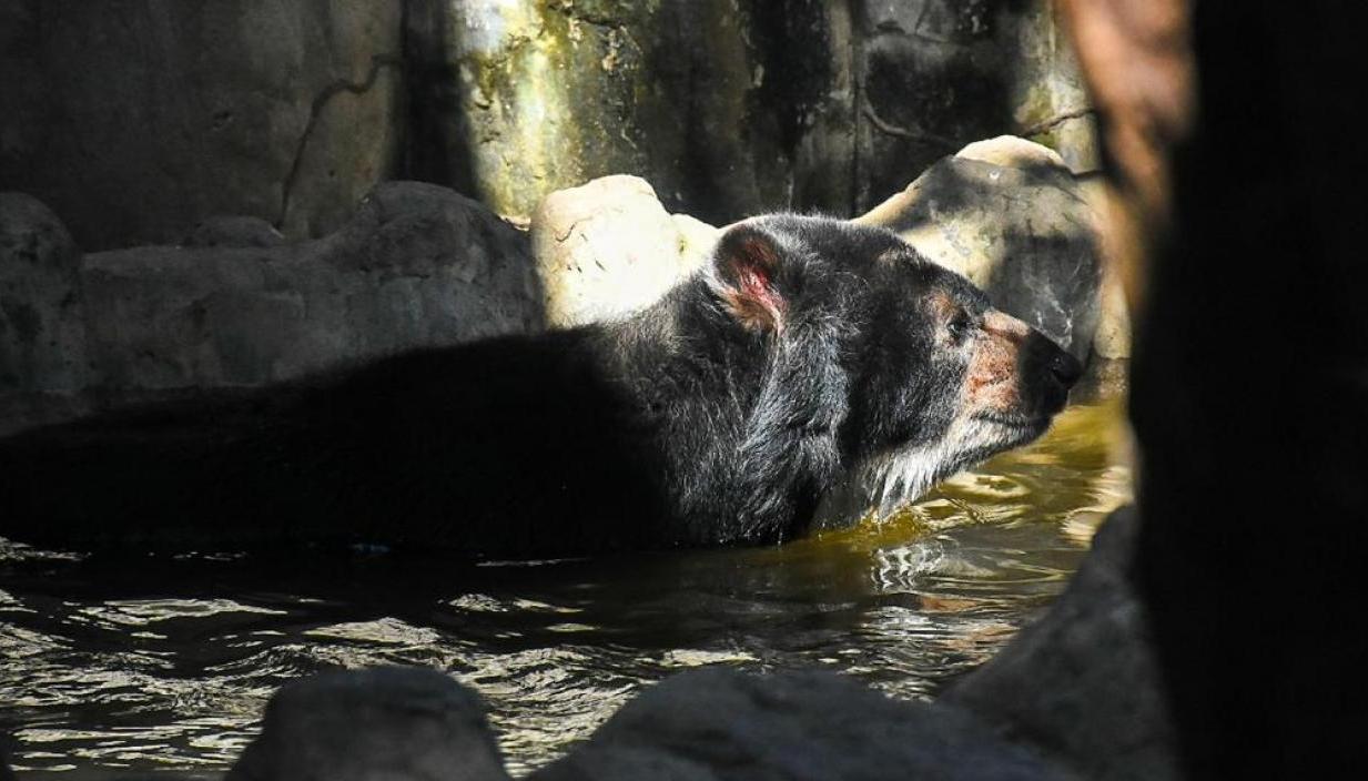 'Chucho' permanecía en el Zoológico de Barranquilla desde el 2017
