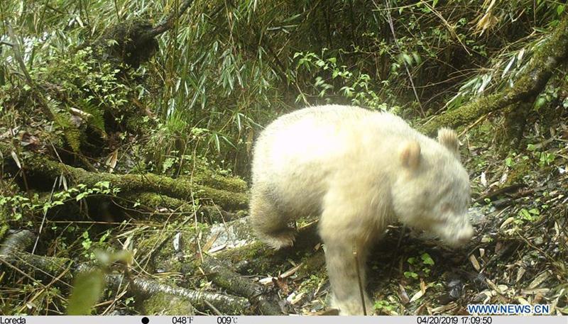 El único oso panda albino del mundo fue descubierto en el 2019