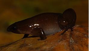 Dos de las tres nuevas especies de ranas.