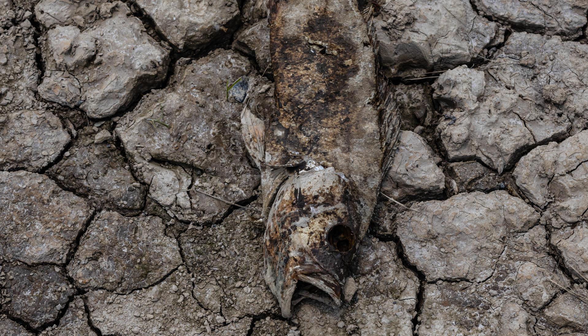Peces muertos por la fuerte sequía que afecta al Amazonas.