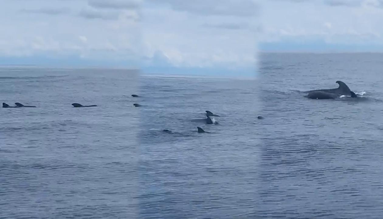 Momento en el que las ballenas piloto son captadas en video.