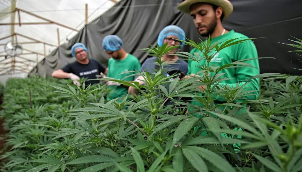 Imagen de referencia de cultivo legal de cannabis.