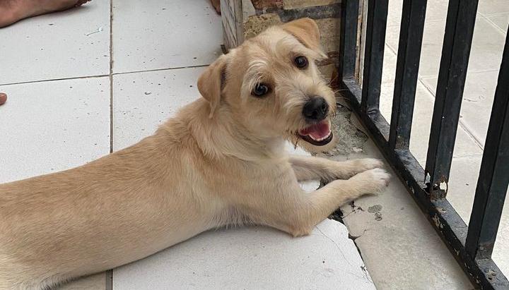 La mascota perdida 'Koky'.
