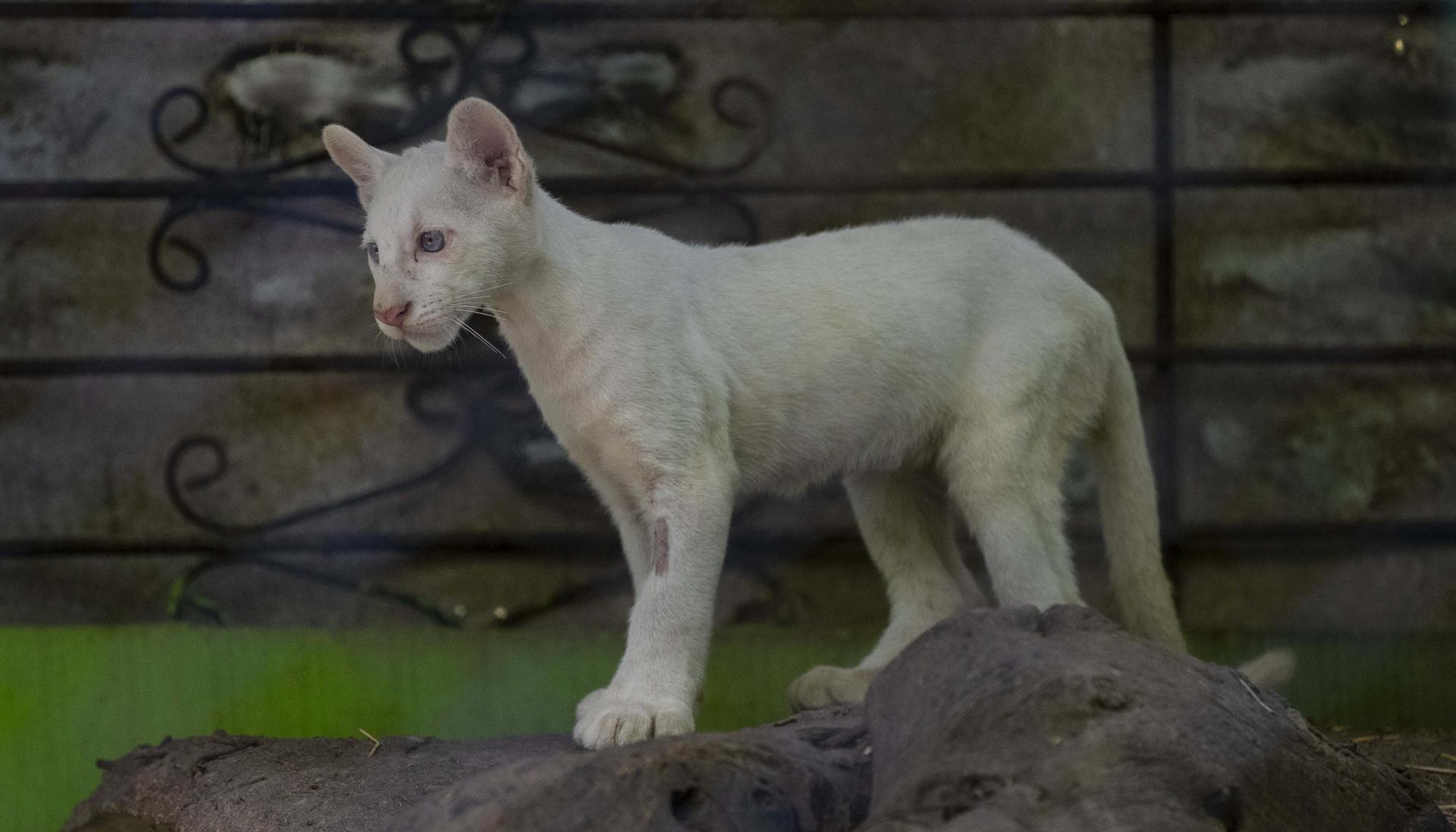Puma albino.
