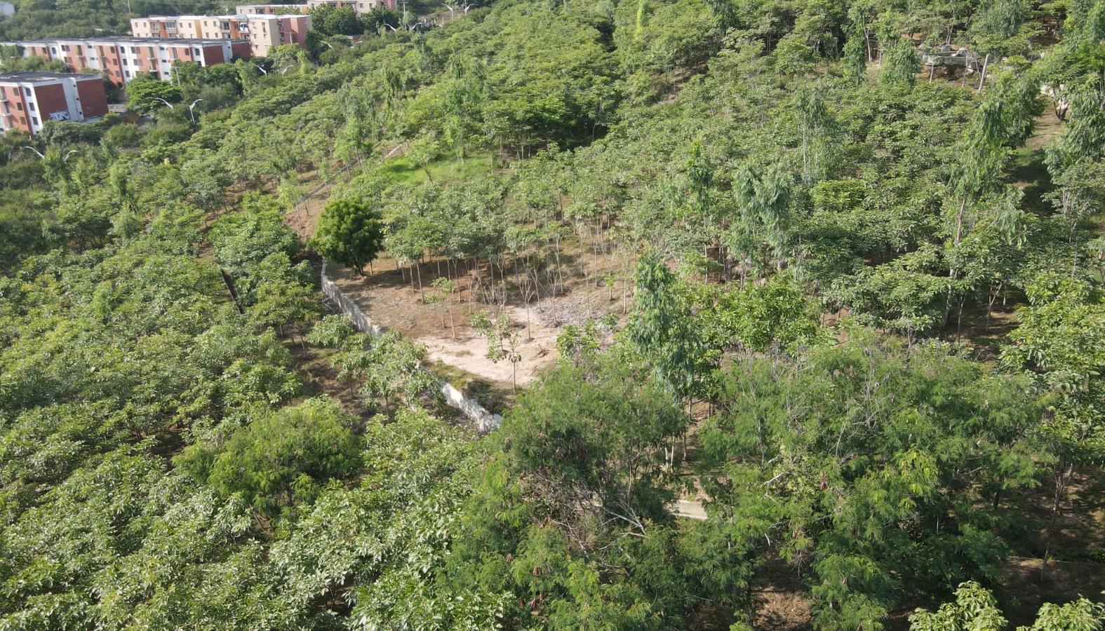 Bosque urbano ubicado en el barrio Campo Alegre.