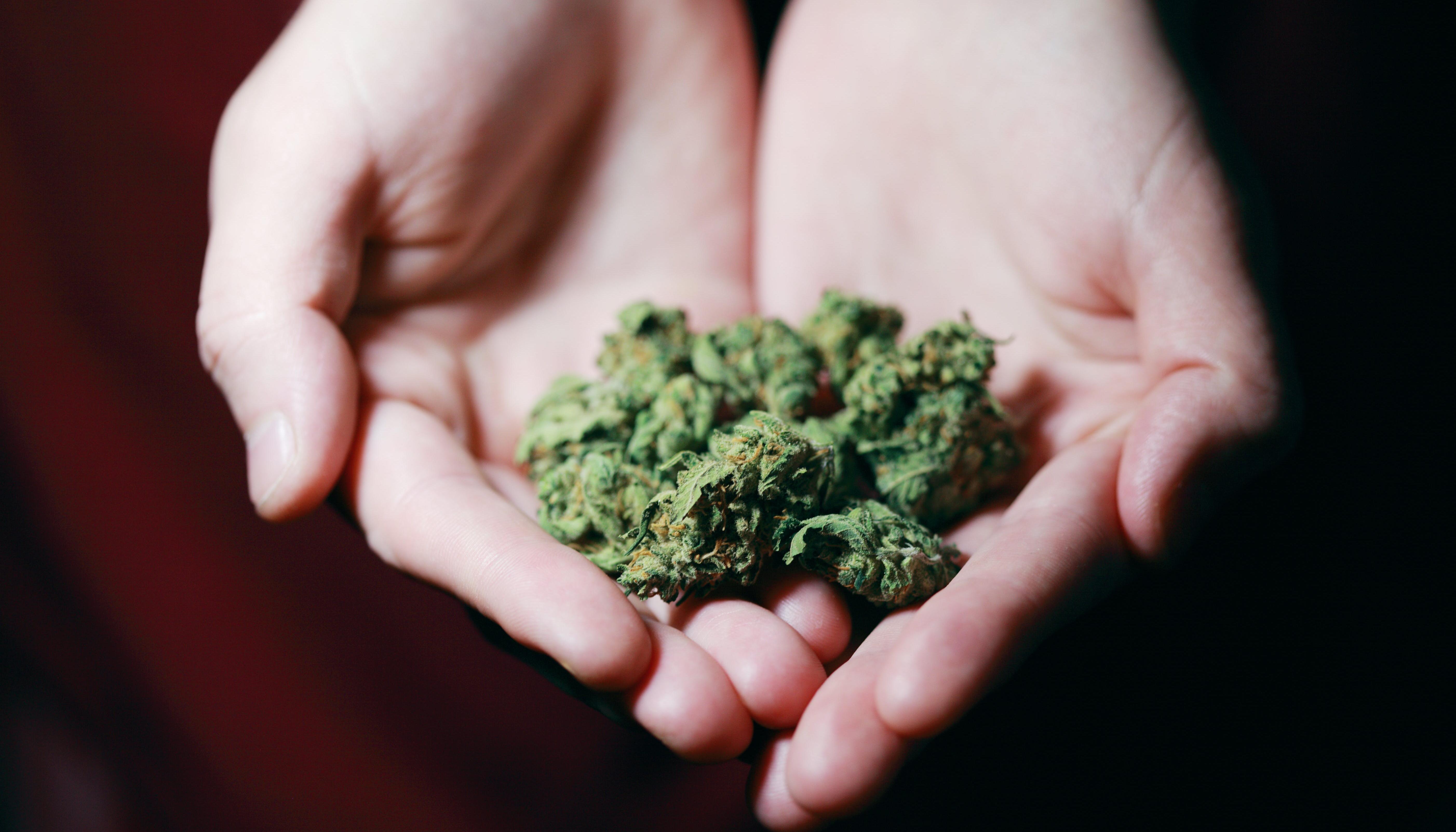 Quienes padecen la adicción al cannabis tienen más riesgo de sufrir cáncer de pulmón, reveló estudio