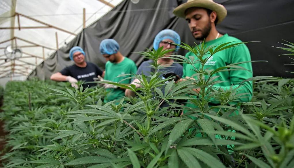 Cultivo de marihuana de uso legalizado, imagen de referencia.