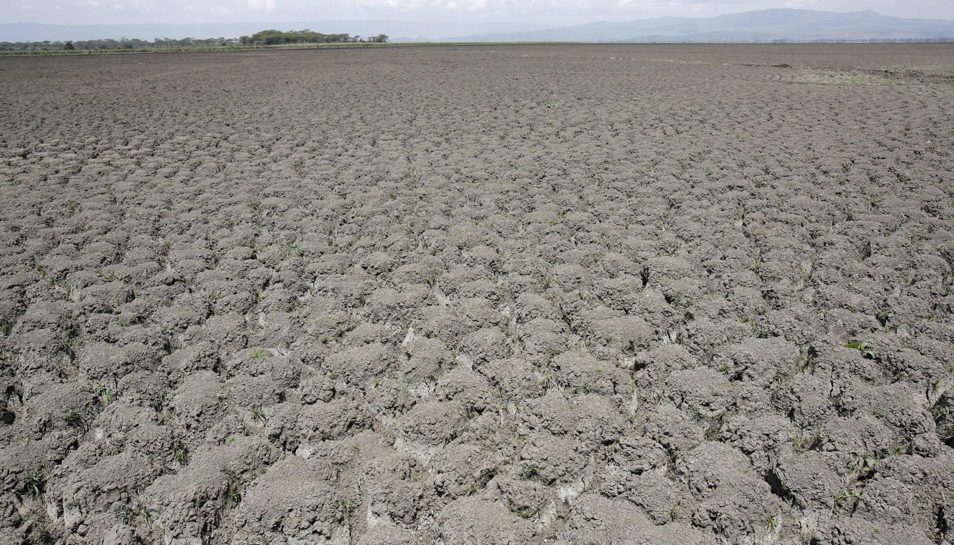 Expertos aseguran que es "imperativo" aumentar la productividad agrícola en el continente africano