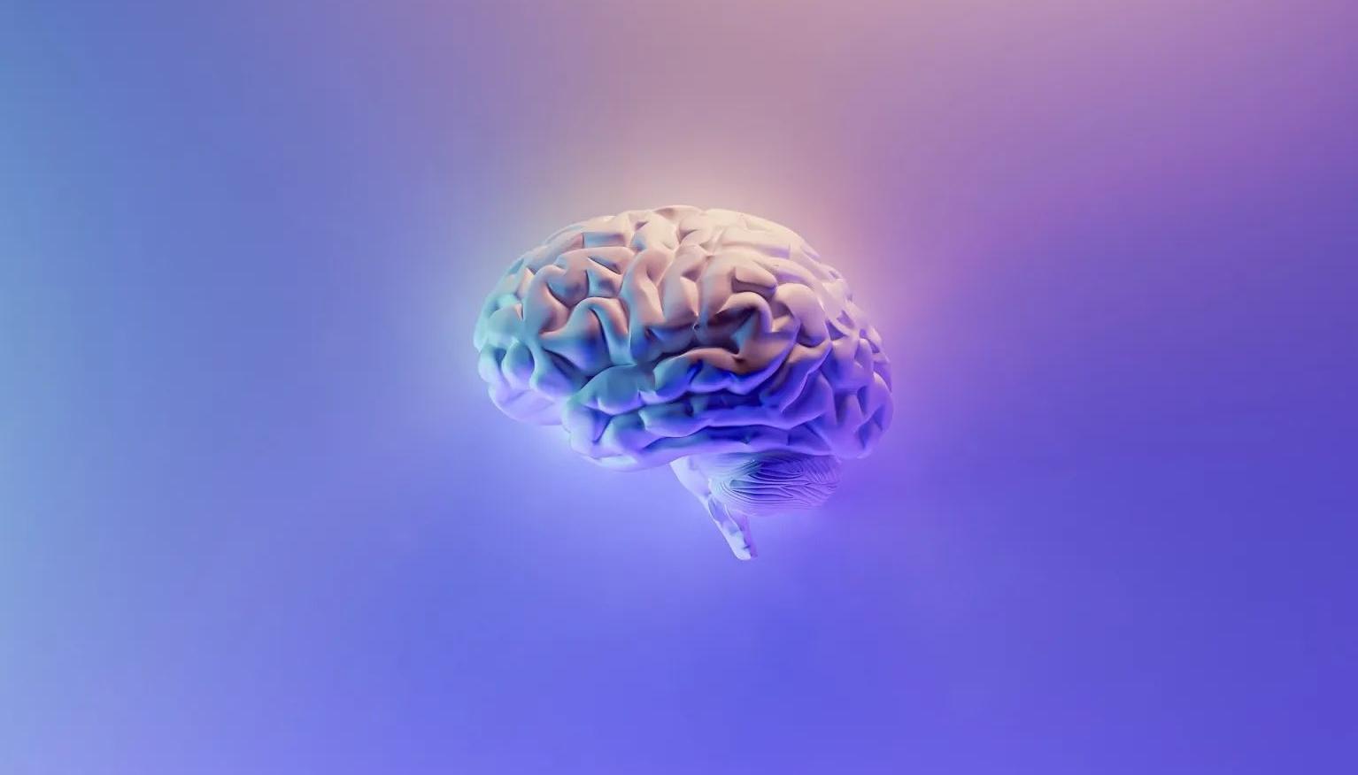 'Brainware’, el organoide cerebral