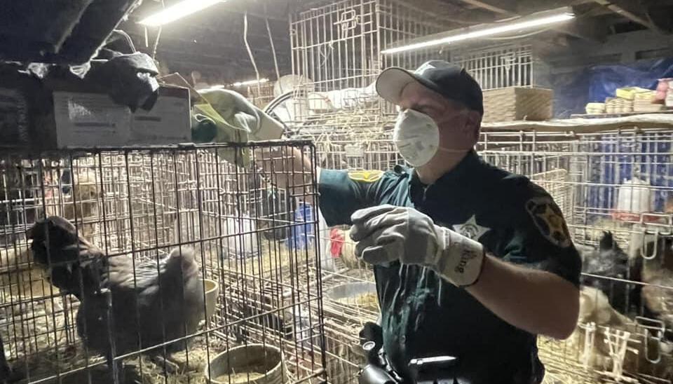 Los animales presentaban problemas de salud.