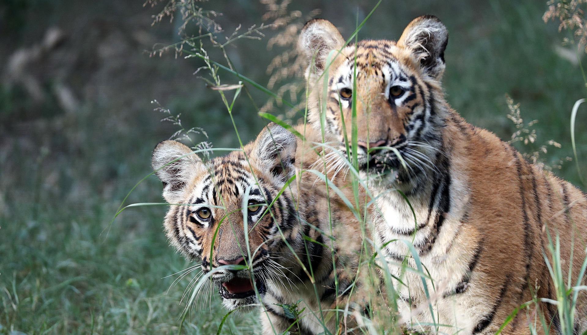 Tigres de Bengala.