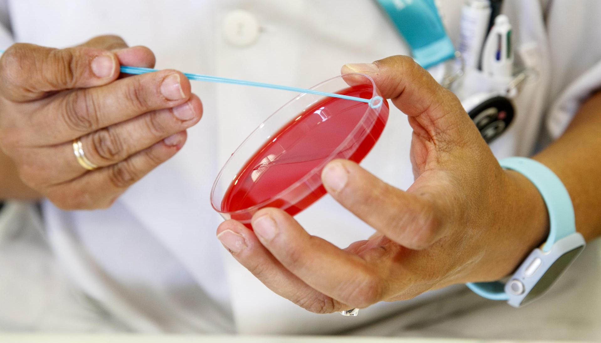 Personal técnico de laboratorio prepara unas muestras para analizar, en una imagen de archivo