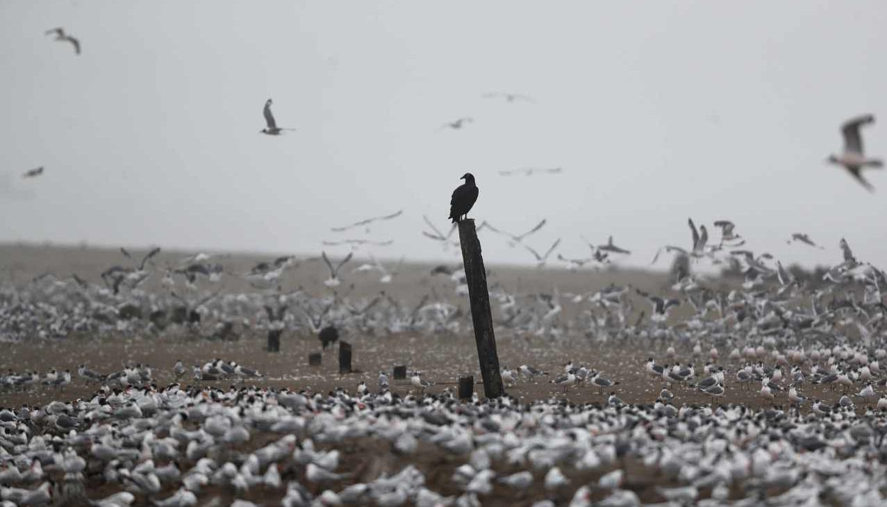 Fotografía de docenas de aves en el refugio de vida silvestre en Lima.
