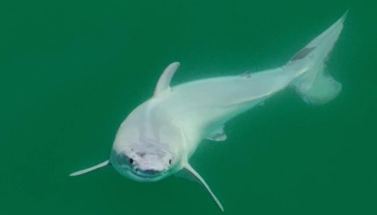 Cría de tiburón blanco.