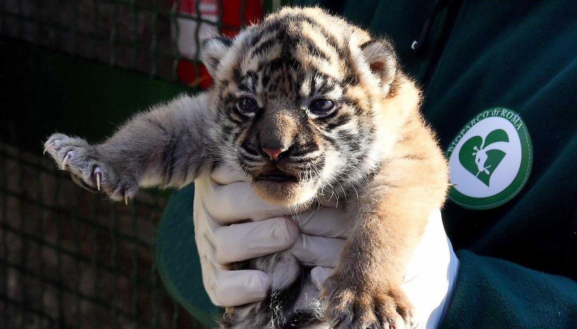 Tigre de Sumatra nace en Roma.