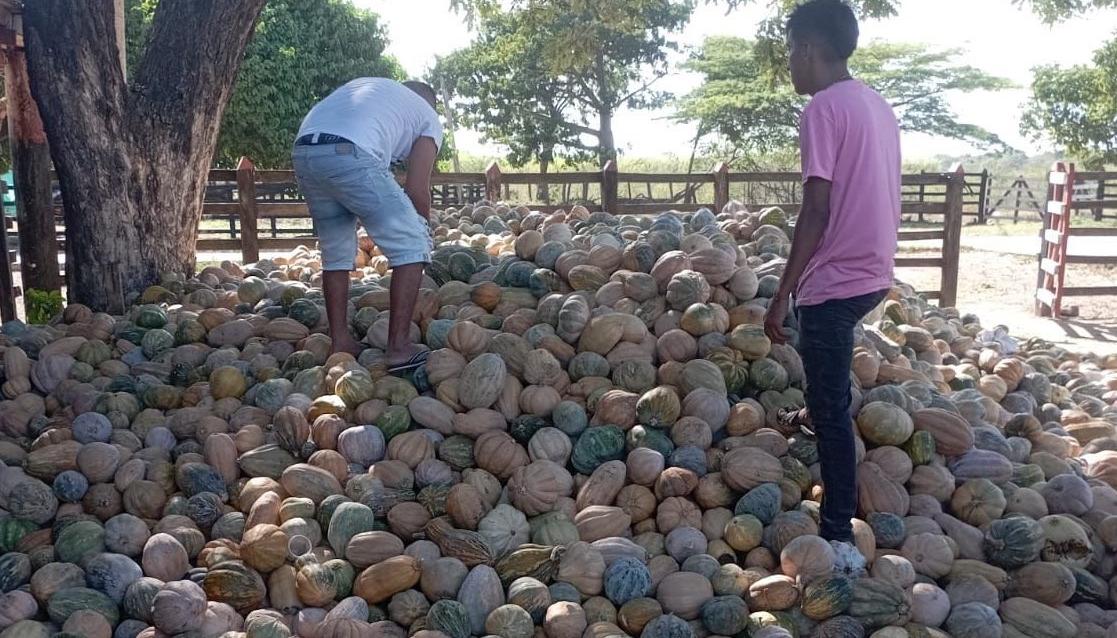 En zona rural están a punto de perderse 470 toneladas de auyama