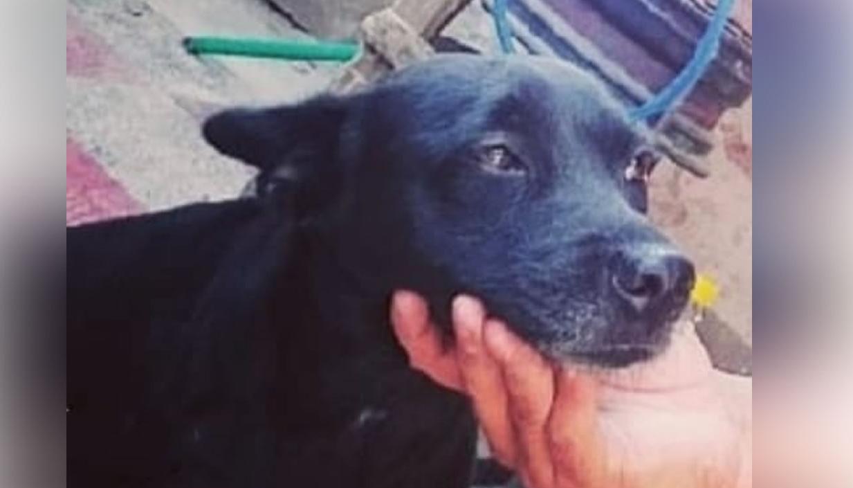 'Sofi' la labrador que se perdió de la carrera 22D #68-68