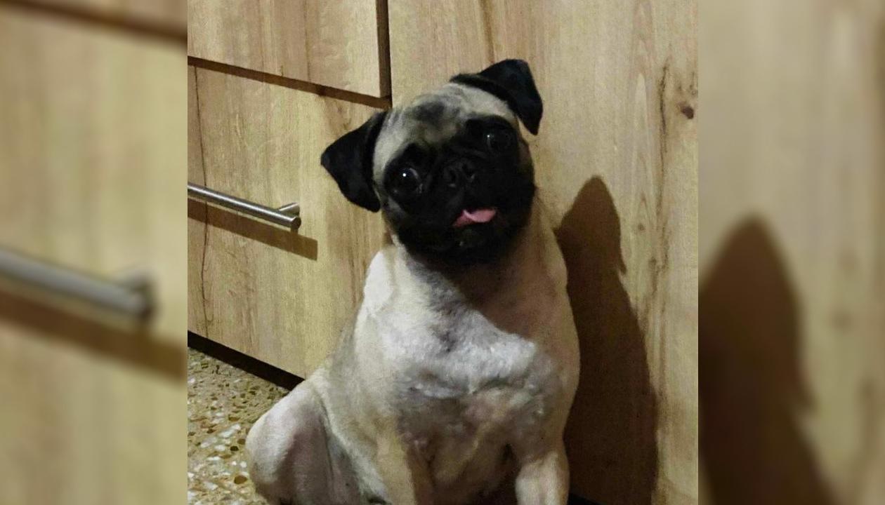 'Abby', mascota perdida. 