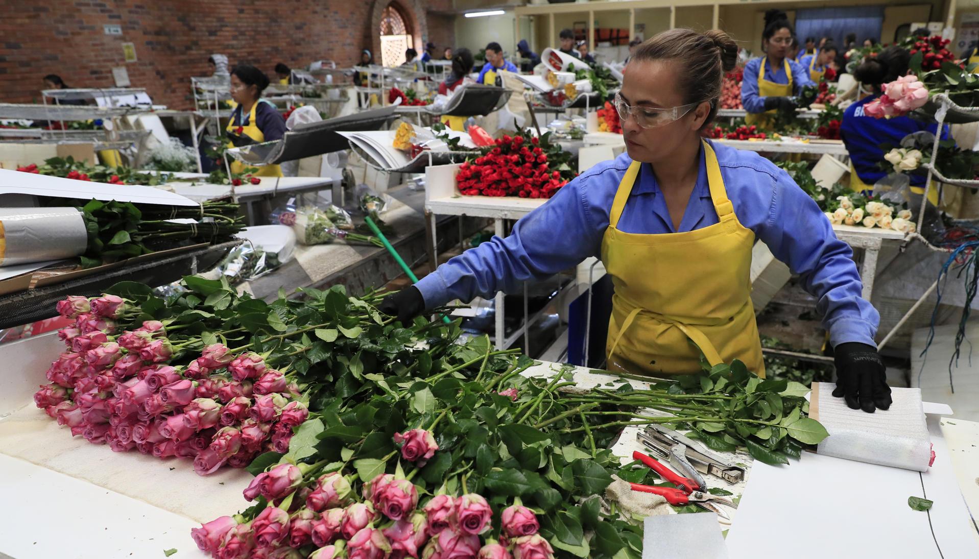 Rosas en la hacienda Mongibello en Chía.