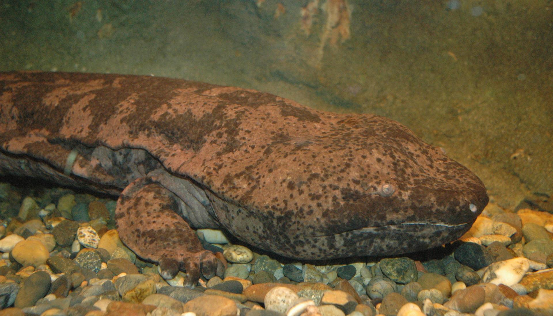 Salamandra gigante.