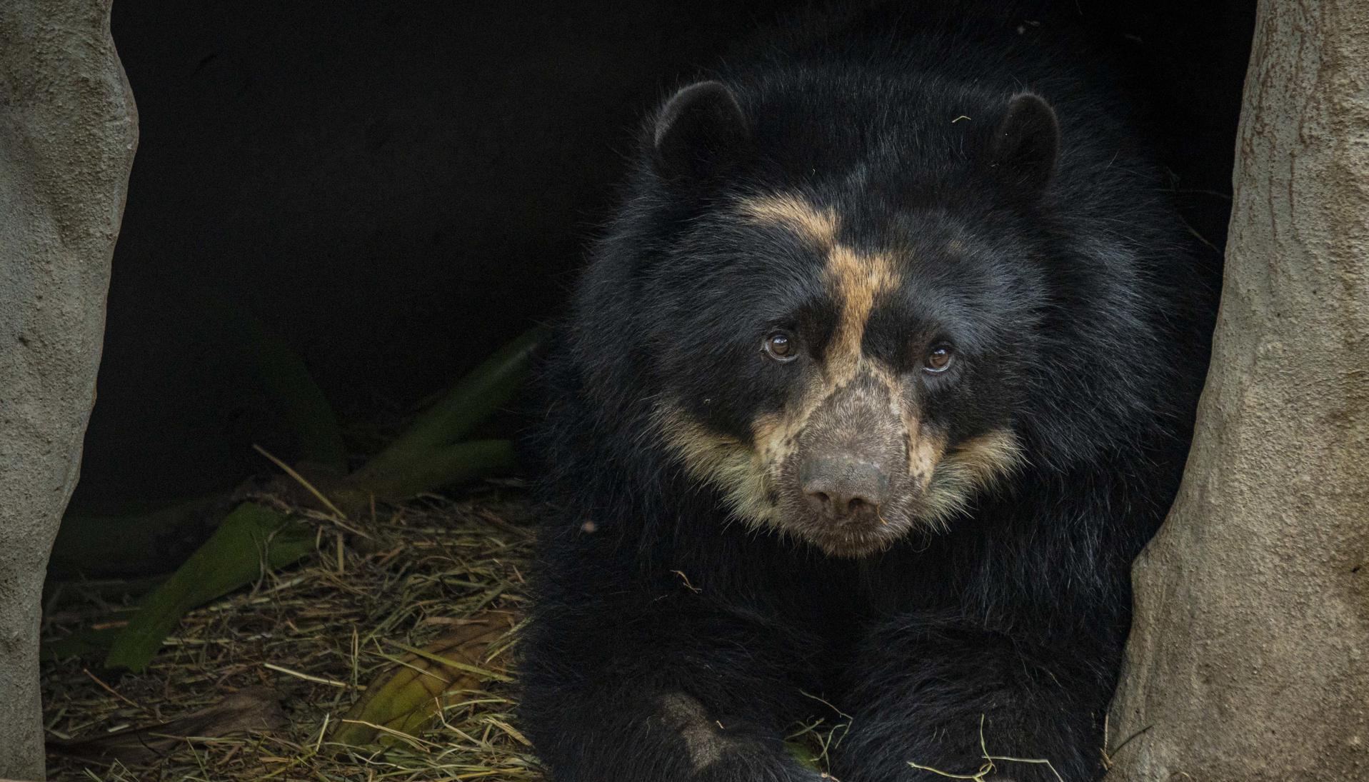 Tupak, oso de anteojos.