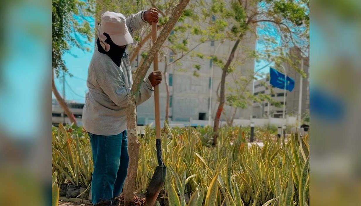Siembra de árboles en los parques de Barranquilla