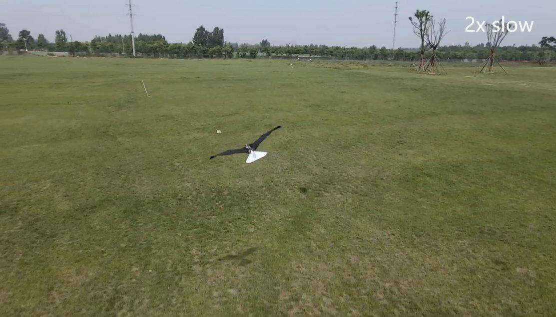 Avión que vuela como ave en China
