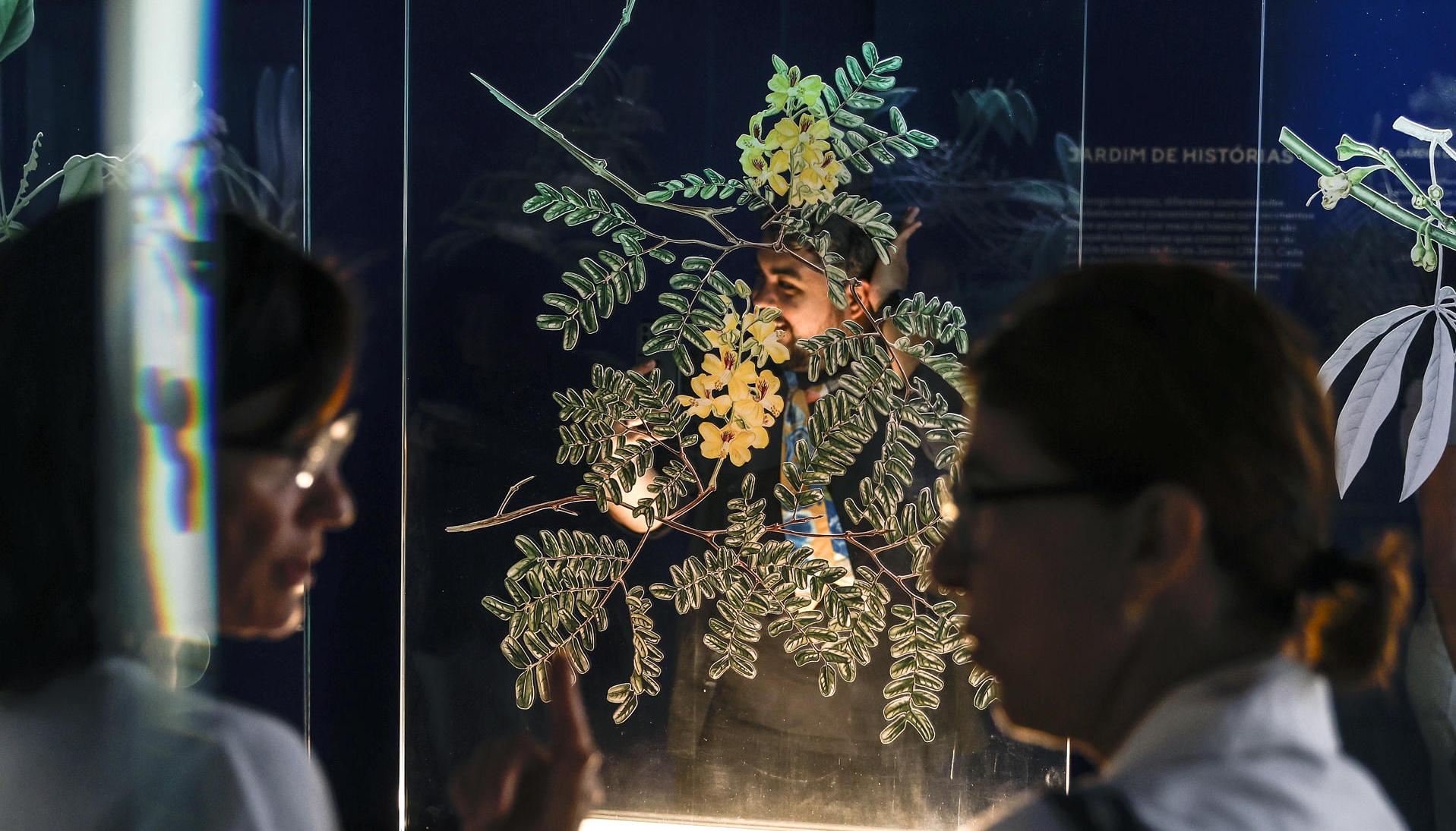 La 'Ceiba pentandra' es la conexión entre el cielo y la tierra en museo de Brasil.
